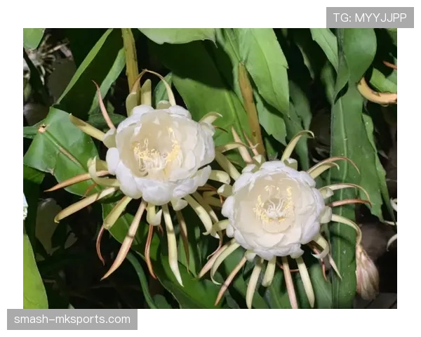 帕尔默高光表现能否持续：是否昙花一现